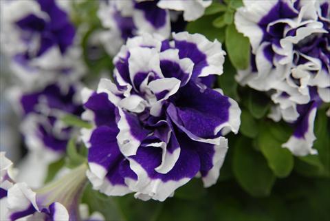 foto van een variëteit aan bloemen, te gebruiken als: Potplant, perkplant, patioplant, korfplant Petunia Sylvana Double King