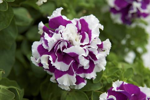 foto van een variëteit aan bloemen, te gebruiken als: Potplant, perkplant, patioplant, korfplant Petunia Sylvana Double Queen