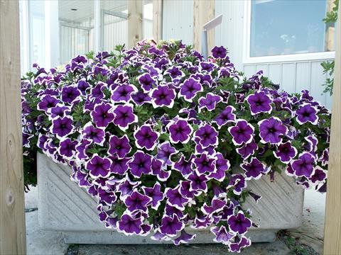 foto van een variëteit aan bloemen, te gebruiken als: Potplant, perkplant, patioplant, korfplant Petunia Sylvana King