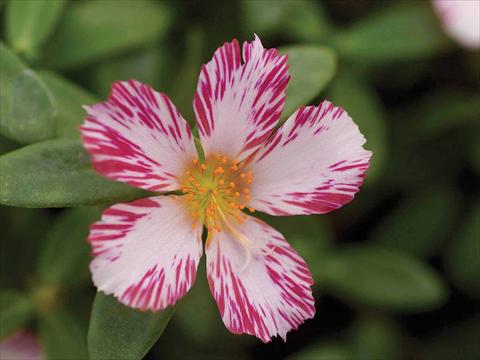 foto van een variëteit aan bloemen, te gebruiken als:  Portulaca oleracea Duet Candy Stripe