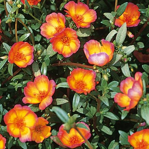 foto van een variëteit aan bloemen, te gebruiken als:  Portulaca oleracea Duet Red on Yellow