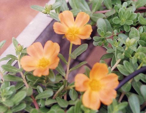 foto van een variëteit aan bloemen, te gebruiken als: Perkplant, patioplant, korfplant Portulaca Apricot