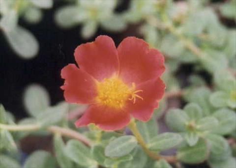 foto van een variëteit aan bloemen, te gebruiken als: Perkplant, patioplant, korfplant Portulaca Grand Cherise Red