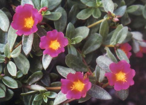 foto van een variëteit aan bloemen, te gebruiken als: Perkplant, patioplant, korfplant Portulaca Grand Lilac