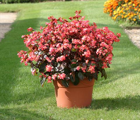 foto van een variëteit aan bloemen, te gebruiken als: Perkplant / Borders Begonia semperflorens Stara Red