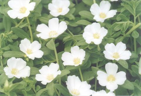 foto van een variëteit aan bloemen, te gebruiken als: Perkplant, patioplant, korfplant Portulaca White
