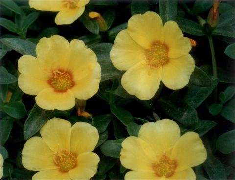 foto van een variëteit aan bloemen, te gebruiken als: Perkplant, patioplant, korfplant Portulaca Yellow