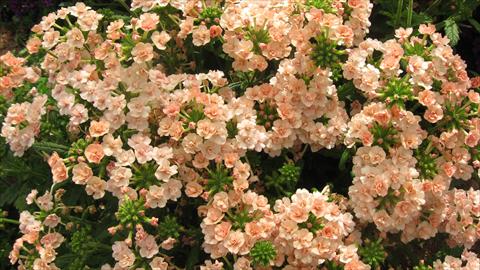 foto van een variëteit aan bloemen, te gebruiken als: Potplant, patioplant, korfplant Verbena Corsage Peach