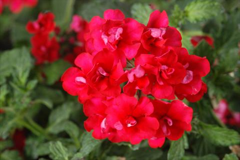 foto van een variëteit aan bloemen, te gebruiken als: Potplant, patioplant, korfplant Verbena Corsage Red