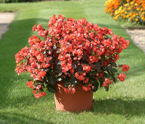 foto van een variëteit aan bloemen, te gebruiken als: Perkplant / Borders Begonia semperflorens Stara Scarlet