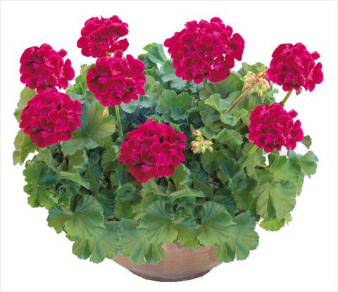 foto van een variëteit aan bloemen, te gebruiken als: Potplant, perkplant, patioplant Pelargonium zonale OpenEyes Fire Wink