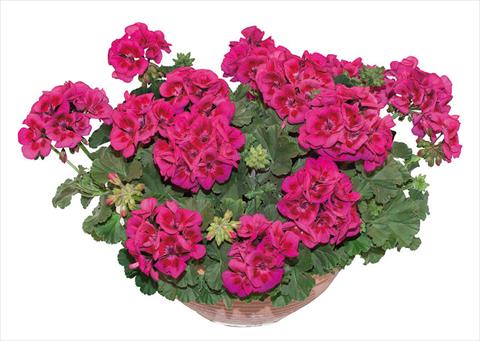 foto van een variëteit aan bloemen, te gebruiken als: Potplant, perkplant, patioplant Pelargonium zonale OpenEyes Purple Wink