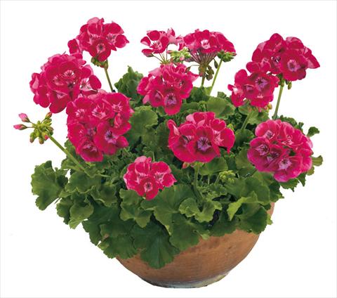 foto van een variëteit aan bloemen, te gebruiken als: Potplant, perkplant, patioplant Pelargonium zonale Solar Light Compact Archid®