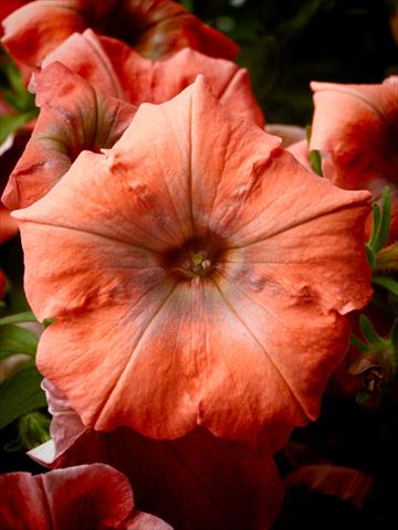 foto van een variëteit aan bloemen, te gebruiken als: Potplant, perkplant, patioplant, korfplant Petunia Happy® Copper