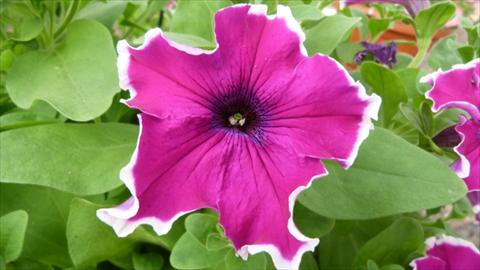 foto van een variëteit aan bloemen, te gebruiken als: Potplant, perkplant, patioplant, korfplant Petunia Happy® Sofia Fringe