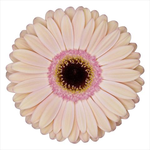 foto van een variëteit aan bloemen, te gebruiken als: Pot Gerbera jamesonii Alliance®