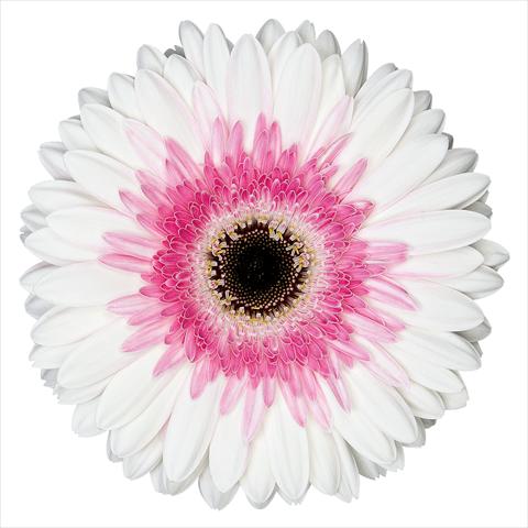 foto van een variëteit aan bloemen, te gebruiken als: Pot Gerbera jamesonii Artist®
