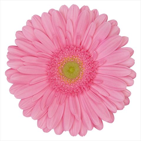 foto van een variëteit aan bloemen, te gebruiken als: Pot Gerbera jamesonii Bellavue®