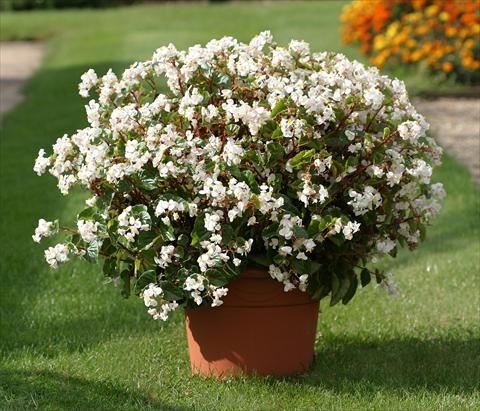 foto van een variëteit aan bloemen, te gebruiken als: Perkplant / Borders Begonia semperflorens Stara White