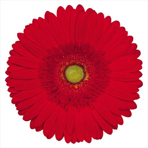 foto van een variëteit aan bloemen, te gebruiken als: Pot Gerbera jamesonii Caravaggio®