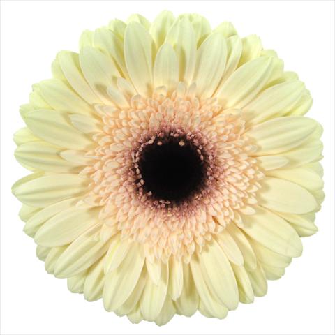 foto van een variëteit aan bloemen, te gebruiken als: Pot Gerbera jamesonii Eclair®