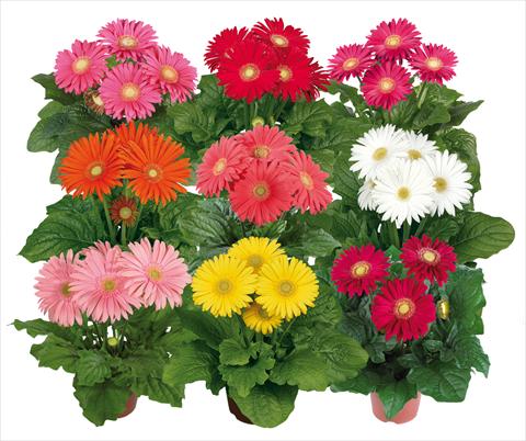 foto van een variëteit aan bloemen, te gebruiken als: Pot Gerbera jamesonii Flori Line® Maxi Mix