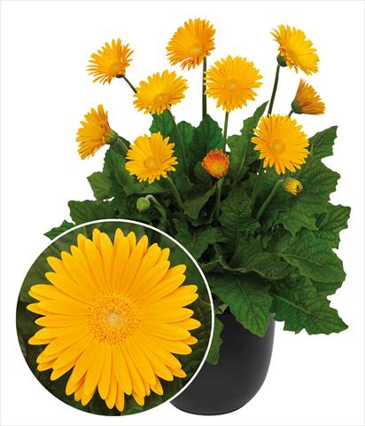 foto van een variëteit aan bloemen, te gebruiken als: Pot Gerbera jamesonii Garvinea Sweet Honey®