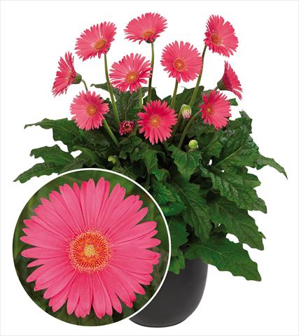 foto van een variëteit aan bloemen, te gebruiken als: Pot Gerbera jamesonii Garvinea Sweet Sixteen®