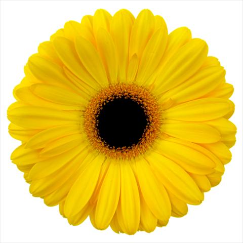 foto van een variëteit aan bloemen, te gebruiken als: Pot Gerbera jamesonii Goldstrike®