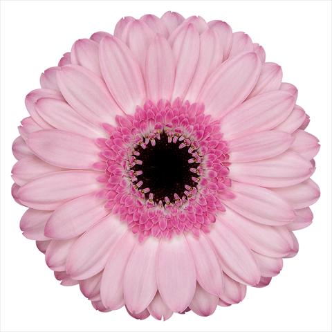 foto van een variëteit aan bloemen, te gebruiken als: Pot Gerbera jamesonii Rosario®
