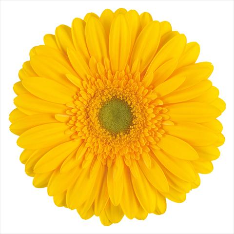 foto van een variëteit aan bloemen, te gebruiken als: Pot Gerbera jamesonii Submarine®