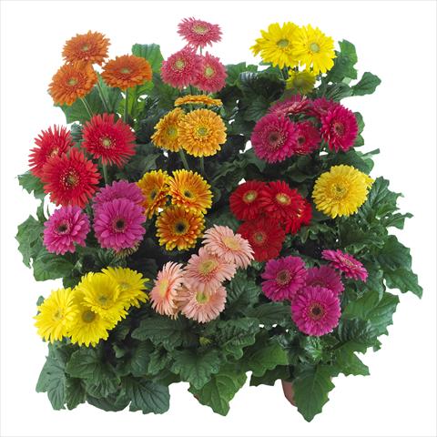 foto van een variëteit aan bloemen, te gebruiken als: Pot Gerbera jamesonii Sundayz® Maxi Mix