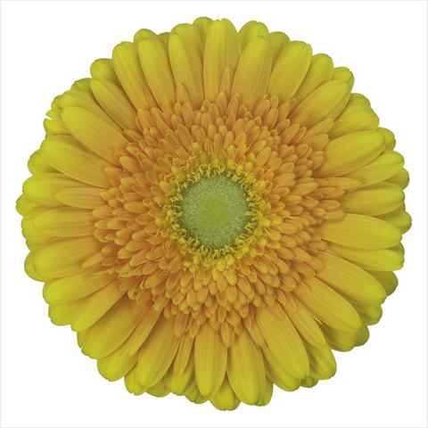 foto van een variëteit aan bloemen, te gebruiken als: Pot Gerbera jamesonii Sunny Side®