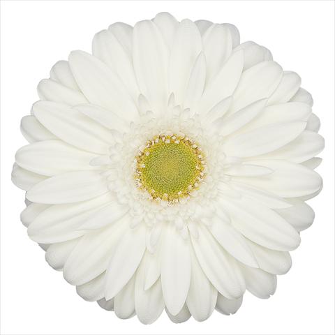 foto van een variëteit aan bloemen, te gebruiken als: Pot Gerbera jamesonii Venganz®