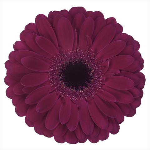 foto van een variëteit aan bloemen, te gebruiken als: Pot Gerbera jamesonii Vitara®