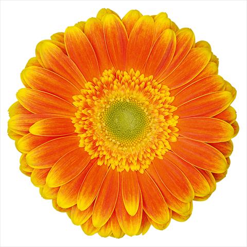 foto van een variëteit aan bloemen, te gebruiken als: Pot Gerbera jamesonii Wannabe®