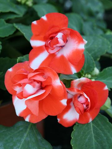 foto van een variëteit aan bloemen, te gebruiken als: Perkplant / Borders Impatiens walleriana Athena Orange Flash