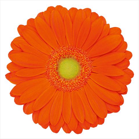 foto van een variëteit aan bloemen, te gebruiken als: Pot Gerbera jamesonii Zodiac®