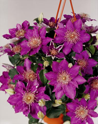 foto van een variëteit aan bloemen, te gebruiken als: Perkplant / Borders Clematis Bijoux Flora© viola
