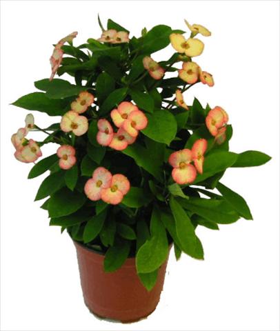foto van een variëteit aan bloemen, te gebruiken als: Pot - en perkplant Euphorbia milii Atlas©