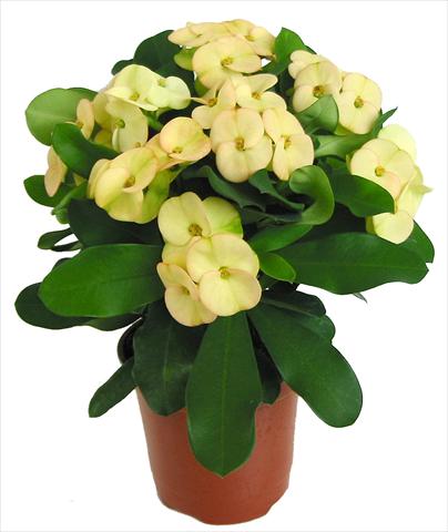 foto van een variëteit aan bloemen, te gebruiken als: Pot - en perkplant Euphorbia milii Dinni©