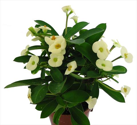 foto van een variëteit aan bloemen, te gebruiken als: Pot - en perkplant Euphorbia milii Marathon©