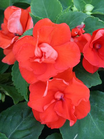 foto van een variëteit aan bloemen, te gebruiken als: Perkplant / Borders Impatiens walleriana Athena Orange