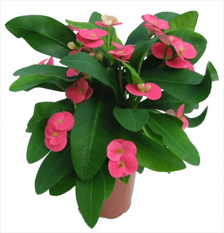 foto van een variëteit aan bloemen, te gebruiken als: Pot - en perkplant Euphorbia milii Pink Cadillac©