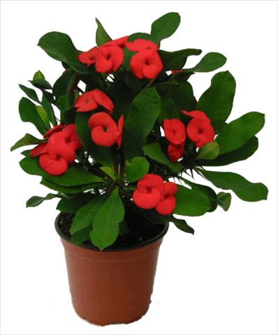 foto van een variëteit aan bloemen, te gebruiken als: Pot - en perkplant Euphorbia milii Vulcanus©