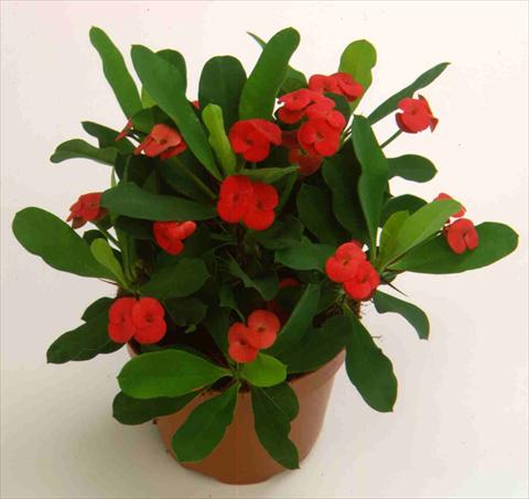 foto van een variëteit aan bloemen, te gebruiken als: Pot - en perkplant Euphorbia milii Vulcanus2006©