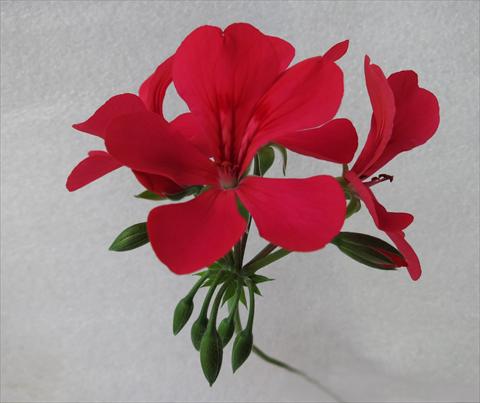 foto van een variëteit aan bloemen, te gebruiken als: Potplant, patioplant, korfplant Pelargonium peltatum Mamma Mia® Orange