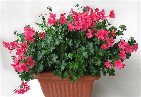 foto van een variëteit aan bloemen, te gebruiken als: Potplant, patioplant, korfplant Pelargonium peltatum Mamma Mia® Rosa