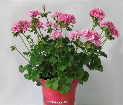 foto van een variëteit aan bloemen, te gebruiken als: Potplant, perkplant, patioplant Pelargonium zonale Amore Mio® Rose