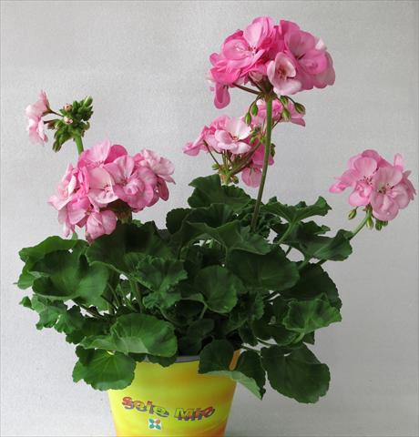 foto van een variëteit aan bloemen, te gebruiken als: Potplant, perkplant, patioplant Pelargonium zonale Sole Mio® Light Pink